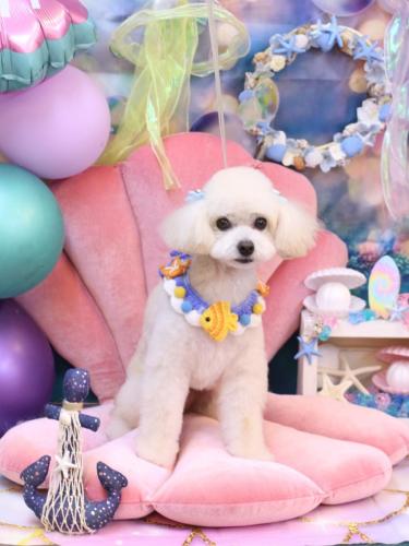 20240810ポコちゃん